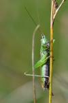 Conocephalus fuscus