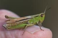 Chorthippus albomarginatus