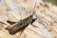 Chorthippus dorsatus