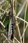 Omocestus rufipes