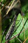 Omocestus rufipes