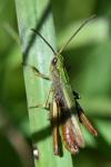 Chorthippus dorsatus