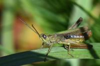 Chorthippus dorsatus