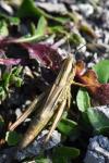 Euchorthippus declivus