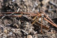 Platycleis albopunctata