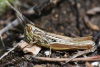 Euchorthippus declivus