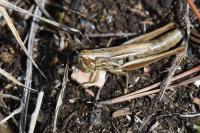Euchorthippus declivus