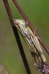 Euchorthippus declivus