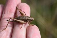 Pholidoptera griseoaptera