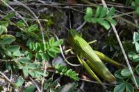 Chorthippus dorsatus