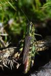 Gomphocerippus armoricanus