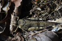 Oedipoda caerulescens