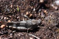 Oedipoda caerulescens