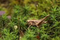 Pholidoptera griseoaptera