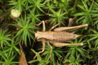 Pholidoptera griseoaptera