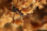 Nemobius sylvestris