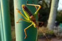 Leptophyes punctatissima