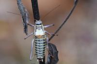 Ephippiger diurnus