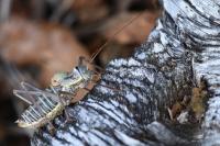 Ephippiger diurnus