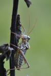 Ephippiger diurnus