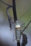 Ephippiger diurnus