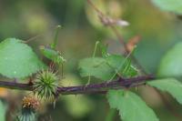 Leptophyes punctatissima