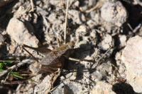 Pholidoptera griseoaptera