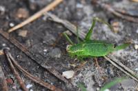 Leptophyes punctatissima