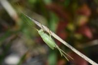 Meconema thalassinum