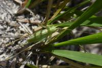 Meconema thalassinum