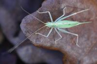 Meconema thalassinum