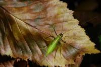 Meconema meridionale