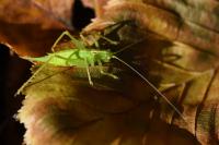 Meconema meridionale