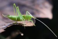 Meconema meridionale