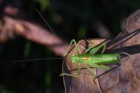 Meconema meridionale