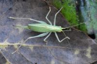 Meconema thalassinum