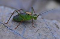 Leptophyes punctatissima