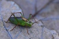 Leptophyes punctatissima