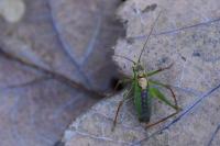 Leptophyes punctatissima