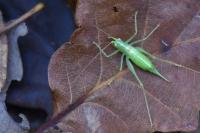 Meconema meridionale