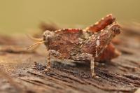 Tetrix undulata