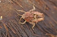 Tetrix undulata