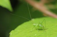 Phaneroptera