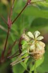 Roeseliana roeselii