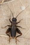 Nemobius sylvestris