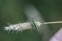 Conocephalus fuscus