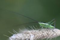 Conocephalus fuscus