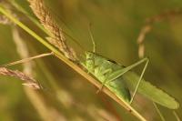Tettigonia viridissima