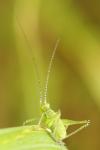 Leptophyes punctatissima