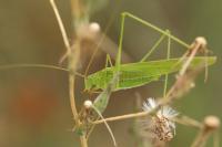 Phaneroptera falcata